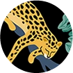 Collezione: Jaguar